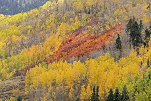 Aspen: USA, Colorado, San Juan National Forest. Orange scrub oaks
