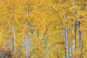Aspen: USA, Colorado, Uncompahgre National Forest. Autumn forest