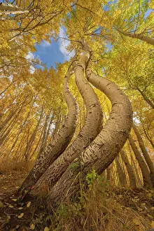 Curved: USA, Colorado, Uncompahgre National Forest. Curved aspen