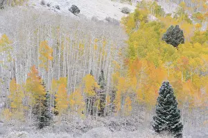Aspen: USA, Colorado, Uncompahgre National Forest. Snow on forest