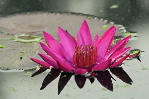 Nymphaea: USA, DC, Washington, Kenilworth Aquatic