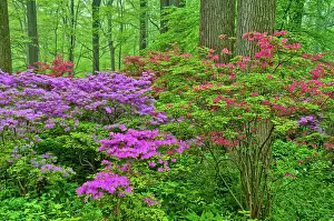 Wilmington: USA, Delaware, Winterthur Gardens. Blooming