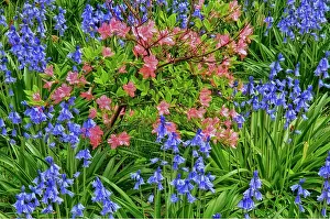 Wilmington: USA, Delaware, Winterthur Gardens. Blooming