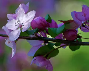 Limb: USA, Delaware, Winterthur Gardens. Close-up