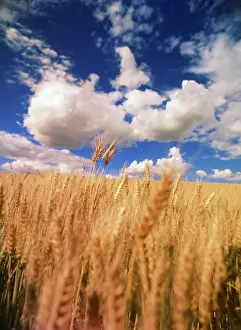 Adnt: USA, Eastern Washington, Palouse Area, View
