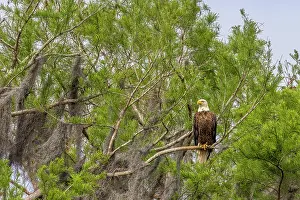 Hollice: Usa, Florida. Bald eagle sitting in trees around