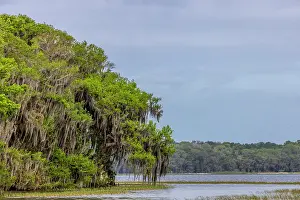 Hollice: Usa, Florida. Cypress trees around Lochloosa Lake