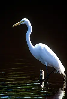 Greg: USA, Florida, Everglade NP, White Heron