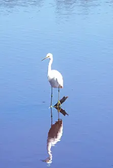 Greg: USA, Florida, Everglade NP, White Heron