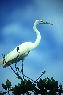 Greg: USA, Florida, Everglade NP, White Heron