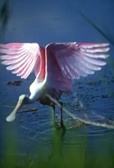 Greg: USA, Florida, Everglades, Roseate Spoonbill