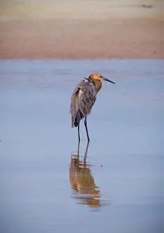 Majestic: USA, Florida, Fort de Soto, a Reddish Egret standing in the