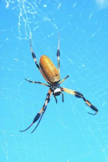 Greg: USA, Florida, Golden Orb Spider, (Nephila