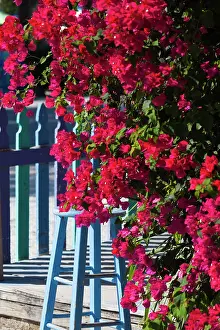 Bougainvillea: USA, Florida, Gulf Coast, Captiva Island