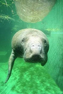 Greg: USA, Florida, Key West, Manatee