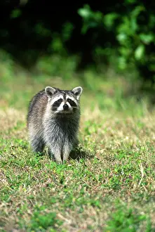 Racoon: USA, Florida, Key West, Racoon