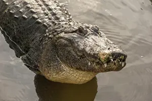 Mississippiensis: USA, Florida, Orlando. alligator doing water