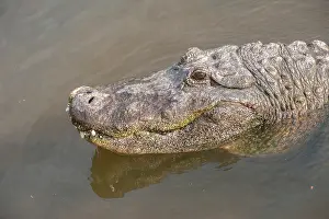 Mississippiensis: USA, Florida, Orlando. alligator at Gatorland