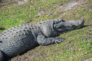 Sunning: USA, Florida, Orlando. alligator at Gatorland
