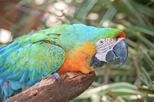Ararauna: USA, Florida, Orlando. Blue-and-Yellow Macaw