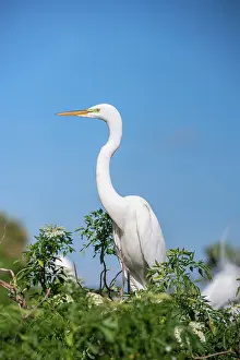 Albus: USA, Florida, Orlando. Great Blue Heron
