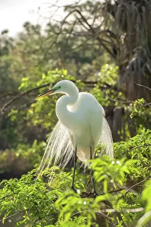 Albus: USA, Florida, Orlando. Great Egret at Gatorland