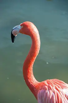 Orlando: USA, Florida, Orlando. Pink Flamingo at