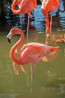 Orlando: USA, Florida, Orlando. Pink Flamingos at