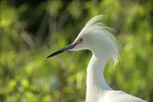 Orlando: USA, Florida, Orlando. Snowy Egret at Gatorland