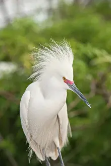 Orlando: USA, Florida, Orlando. Snowy Egret at Gatorland