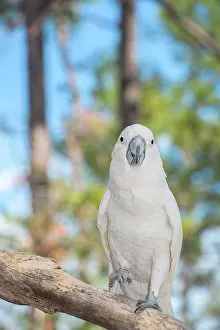 Cockatoo: USA, Florida, Orlando. White Cockatoo at
