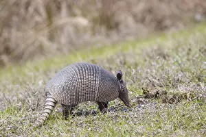 Charlotte: USA, Florida, Port Charlotte. Nine-banded Armadillo