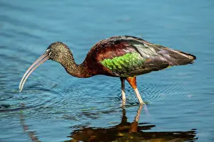 Ibis: USA, Florida, Sarasota, Myakka River State Park, Glossy Ibis