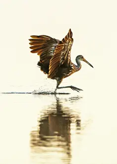 Friel: USA, Florida, Sarasota, Myakka River State Park