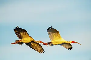 Ibis: USA, Florida, Sarasota, Myakka River State Park