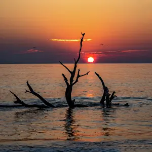 Hollice: USA, Georgia, Jekyll Island, Sunrise on Driftwood