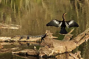 Neck: USA, Georgia, Riceboro. Alligator and anhinga sunning