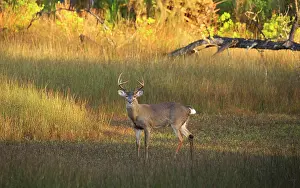 Wells: USA, Georgia, Savannah. Buck in the marsh at Skidaway