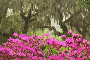 Wells: USA, Georgia, Savannah. Oak trees and azaleas at