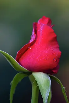 Wells: USA, Georgia, Savannah, Rose bud with dew