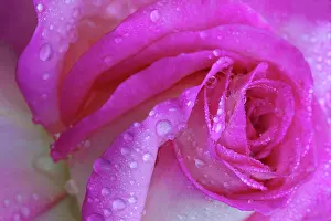 Wells: USA, Georgia, Savannah, Rose with dew drops