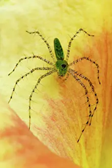 Wells: USA; Georgia; Savannah; Spider on daylily