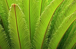 Frond: USA, Georgia, Savannah. Spring frond growth of a sago palm