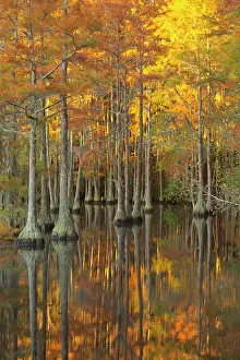 Twin: USA, Georgia, Twin City. Fall cypress tress in the