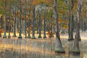 Twin: USA, Georgia, Twin City. Fall cypress tress in the
