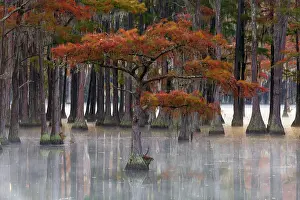 Twin: USA, Georgia, Twin City. Fall cypress tress in the fog