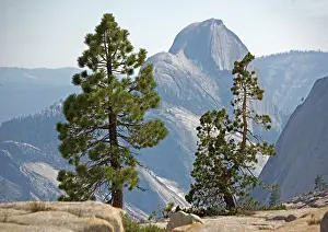 Jeffreyi: USA - half dome seen through Jeffrey pine (Pinus