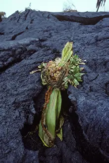 Volcanos: USA - Hawaii - Big Island - Eruption of the Pu'u