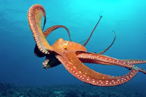 Cyanea: USA, Hawaii, Big Island, near Kona, Day