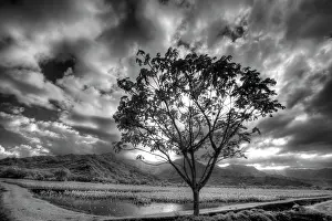 Hawaii: USA, Hawaii, Kauai, Infrared image of Lone tree